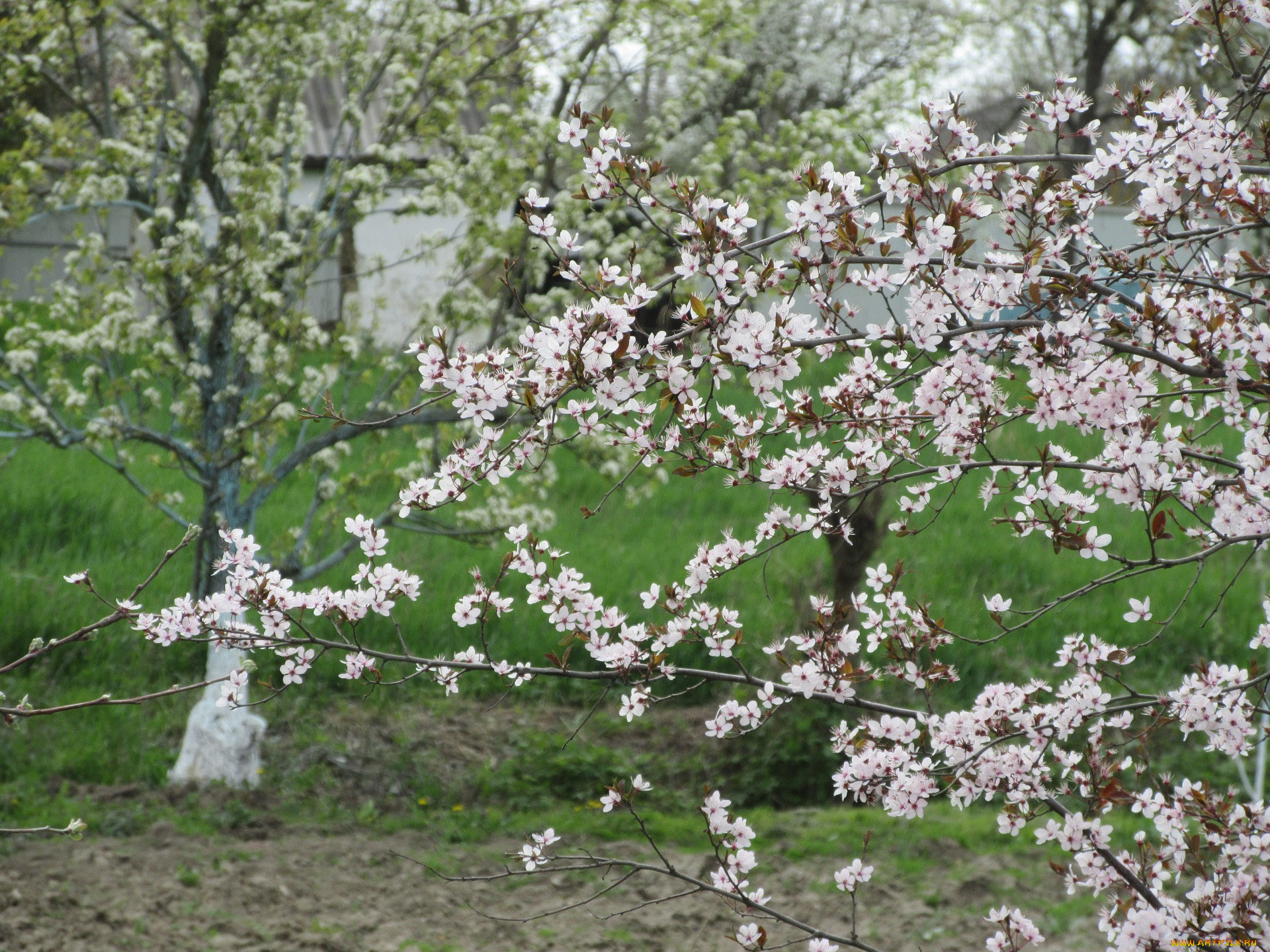 Как цветут деревья весной фото и названия